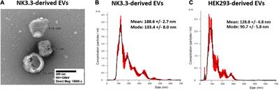 Extracellular Vesicles From the Human Natural Killer Cell Line NK3.3 Have Broad and Potent Anti-Tumor Activity